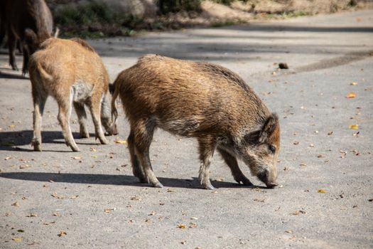 Wild boars dig in the earth looking for food