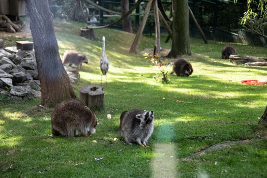 Raccoons sneak through the forest in search of food