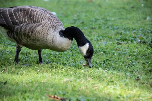 gray goose on the meadow in Castle park