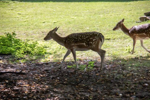 Deer at the edge of the forest and in the meadow