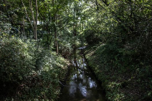 a stream flows through the green impenetrable jungle