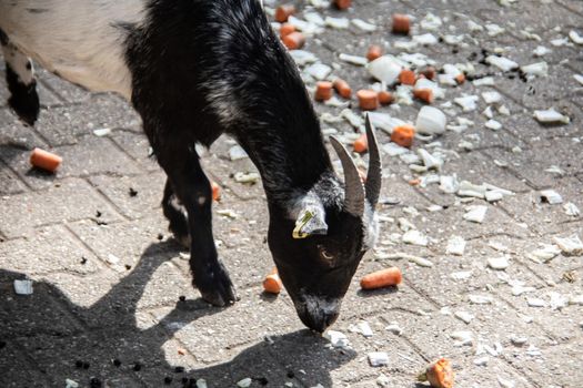 brown looking Goat with horns