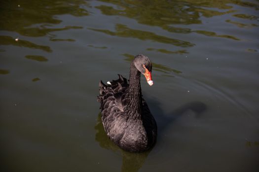 black swan swims in the pond