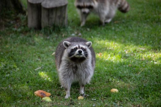 Raccoons sneak through the forest in search of food