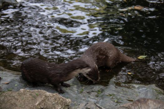 Sea otters scurry around looking for food