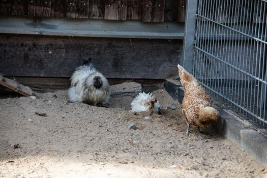 Chickens peck at the meadow for food