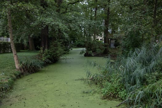 Water surface in the park littered with algae and aquatic plants