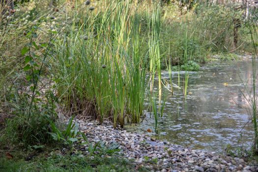 Pool with bank vegetation of reed grass