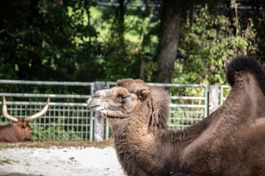 Camel in the pasture while grazing