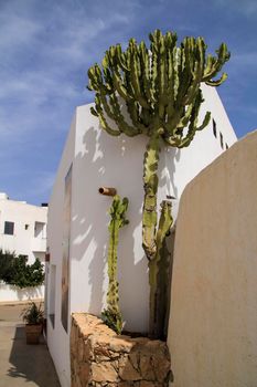 Whitewashed houses and beautiful cactus in Rodalquilar, Andalusia, Spain