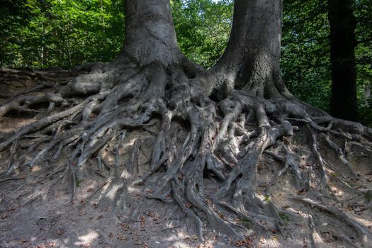 large tree with a huge network of roots in the forest
