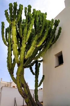 Whitewashed houses and beautiful cactus in Rodalquilar, Andalusia, Spain