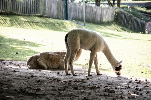 Llamas in the pasture while grazing