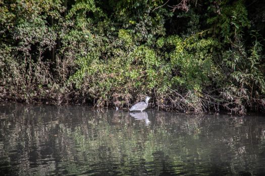 Great White Egretin in the Pond in Castle park