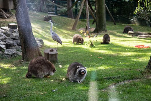Raccoons sneak through the forest in search of food