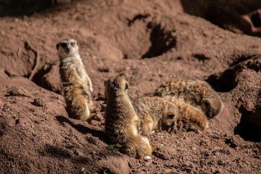 Meerkat playing in the sand