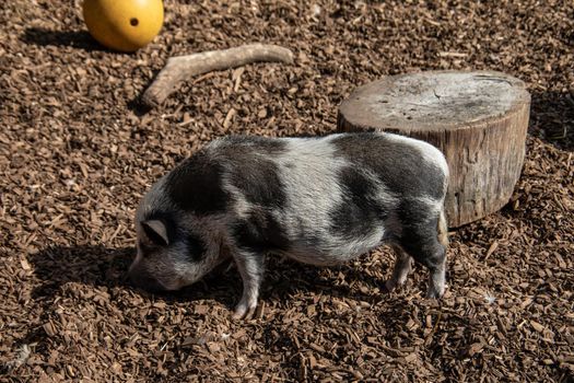 boars dig in the earth looking for food