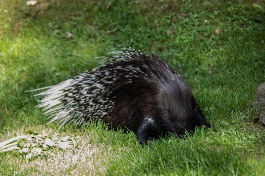 old world porcupines are eating vegetables on meadow
