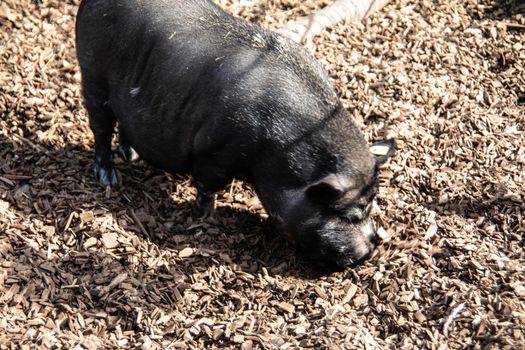 boars dig in the earth looking for food