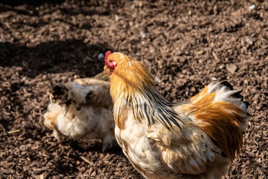 Chickens peck at the meadow for food