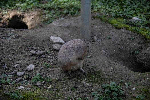 Marmots scurry back and forth on the alpine pasture