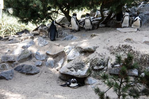 Penguins in a colony in the sand under rocks