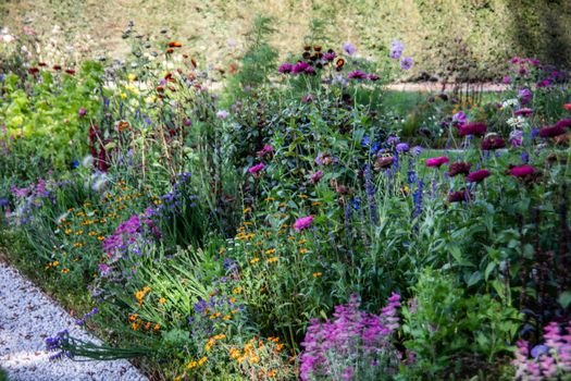 wild colorful flowers in meadow