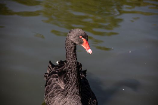 black swan swims in the pond