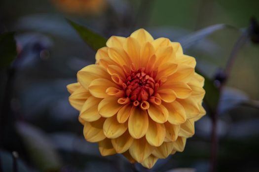 beautyful and colorful chrysanthemes in the Castle garden