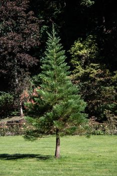 solitary conifer in the castle park