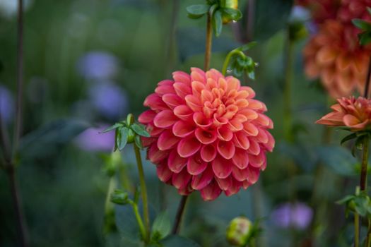 beautyful and colorful chrysanthemes in the Castle garden