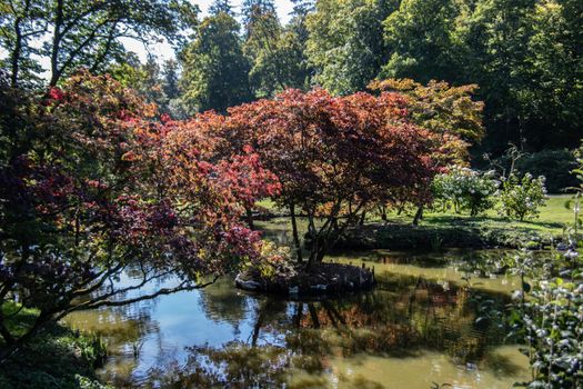 beautyful and colorful trees in the Castle garden