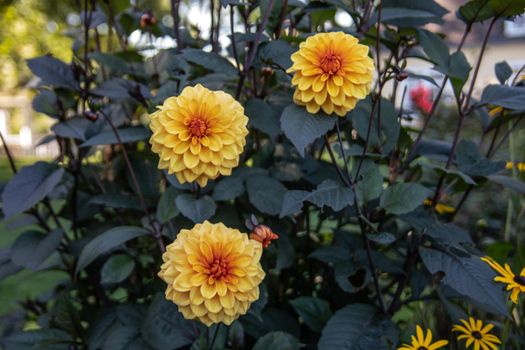 beautyful and colorful chrysanthemes in the Castle garden