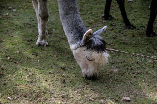 Llamas in the pasture while grazing