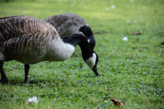 gray goose on the meadow in Castle park