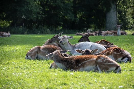 Deer at the edge of the forest and in the meadow