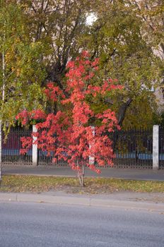Single colorful autumn tree against green trees
