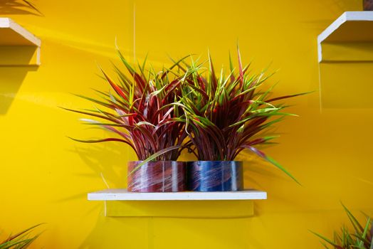 Potted house plants against yellow wall.