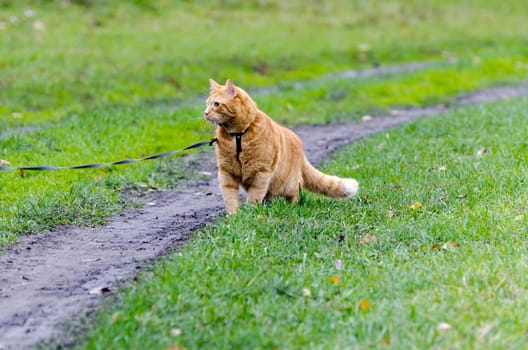 A red cat on a leash walks on the green grass.