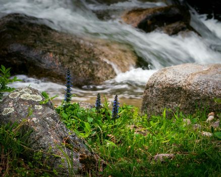 Relaxing photo of mountain flow and flowers, landscape photo of river waterfall and flowers