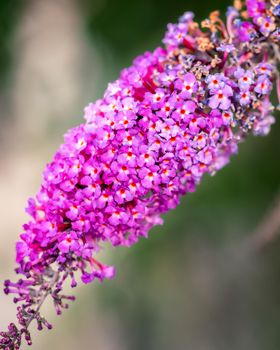 Purple flower on blurred background, close-up photo of purple and pink flower