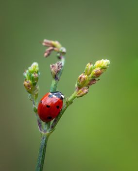 Red ladybug insect sitting on flower, close-up photo of red Coccinellidae 