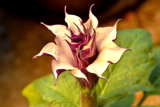 thorn apple with violet and white flower