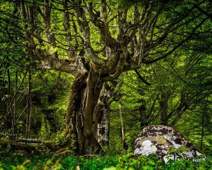 Magical tree deeply in the forest, green summer forest and a rock