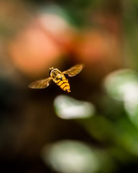 Flying wasp on blurred background, close-up photo of wasp insect