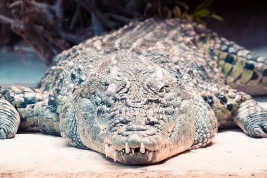 Nile crocodile at Palmyre Zoo in France