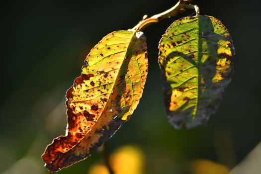 autumnal colored leaf in backlit