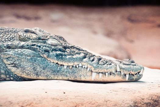 Nile crocodile at Palmyre Zoo in France