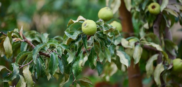 Ripe organic cultivar green pears in the summer garden. Banner
