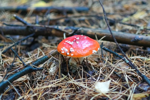 Amanita Muscaria, poisonous mushroom around the world, fly agaric close-up, selective focus.